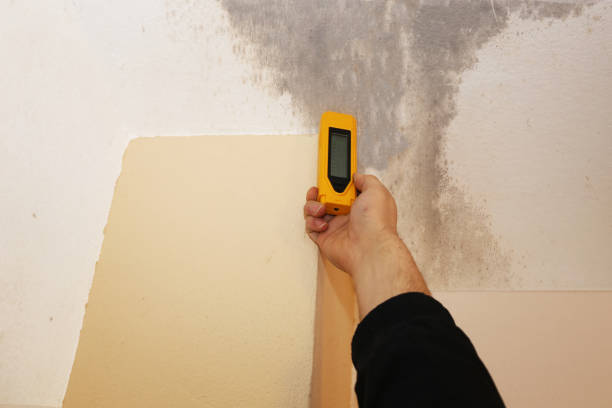 Best Basement Mold Removal  in Midland City, AL