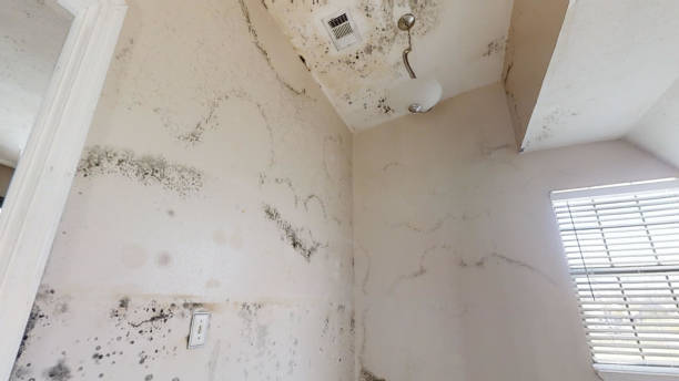 Best Residential Mold Inspection & Testing  in Midland City, AL