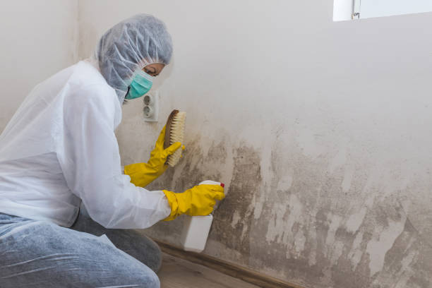 Best Crawl Space Mold Remediation  in Midland City, AL