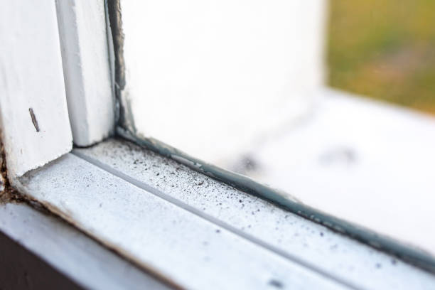 Best Commercial Mold Inspection  in Midland City, AL
