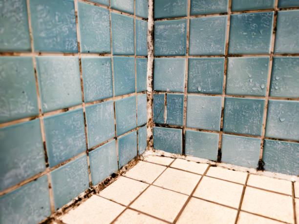 Best Black Mold Removal  in Midland City, AL