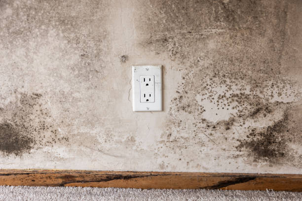 Professional Mold Removal in Midland City, AL