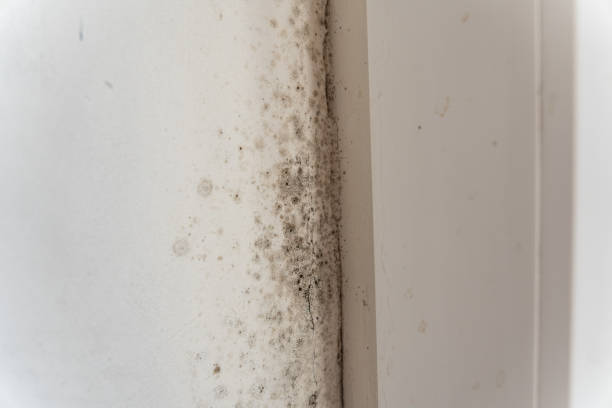 Best Mold Remediation for Healthcare Facilities  in Midland City, AL
