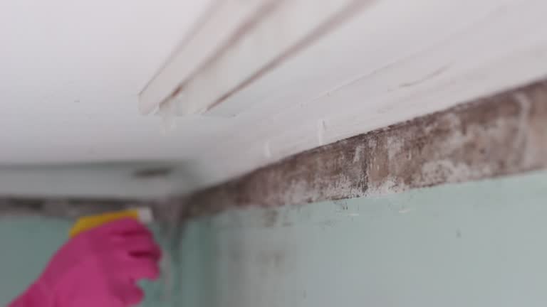 Asbestos and Lead Testing During Mold Inspection in Midland City, AL